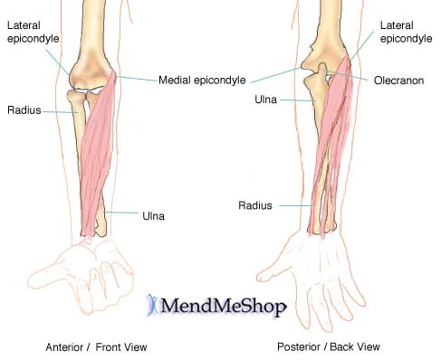 humerus bone anatomy. The Elbow - Anatomy