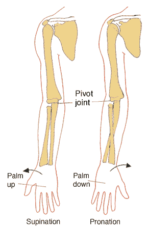 These muscles and tendons (extensor carpi radialis brevis, extensor carpi 